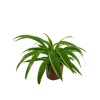 Chlorophytum - Kurdele Çiçeği - (7 Cm Saksıda)