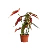 Begonia Maculata - 14 Cm Plastik Saksıda