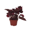 Begonia Beleaf (17 Cm Saksıda)