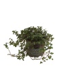 Pilea Greyzi - 10,5 Cm Plastik Saksıda