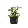 Peperomia Optusifolia Pixie Lime -10,5 Cm Plastik Saksıda