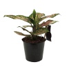 Aglaonema - Çin Herdemyeşili-12 Cm Plastik Saksıda