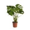 Monstera Deliciosa - Deve Tabanı - 21 Cm Plastik Saksıda