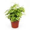 Adiantum (12 Cm Saksıda)