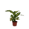 Difenbahya Camilla - Dilsiz Baston - 12 Cm Plastik Saksıda