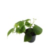 Philodendron Scandens - 12 Cm Plastik Saksıda