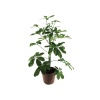 Schefflera(Şeflera) – Şemsiye Ağacı (13 Cm Saksıda)