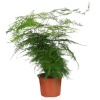 Asparagus Eğrelti Otu - Kuş Konmaz-  12 Cm Plastik Saksıda