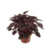 Peperomia Schumi Red Sienna Sunset - 11 Cm Plastik Saksıda