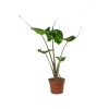 Alocasia Stingray - 12 Cm Plastik Saksıda