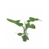 Philodendron Hastatum Silver (13 Cm Saksıda)