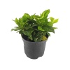 Gardenia (12 Cm Saksıda)