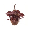 Askılı Begonia Rex (23 Cm Saksıda)