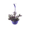Tradescantia Nanouk (18 Cm)
