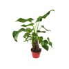 Alocasia Cucullata  (12 Cm Saksıda)