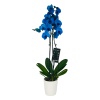 Çift Dal Mavi Orkide (Yerli Canlı Bitki)