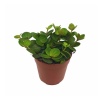 Peperomia Hope (12 Cm Saksıda)