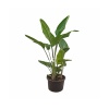 Yerli Strelitzia Nicolai - Starliçe 3 Köklü (170 - 180 Cm)