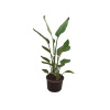 Yerli Strelitzia Nicolai - Starliçe 2 Köklü (150 - 160 Cm)