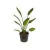 Yerli Strelitzia Nicolai - Starliçe (70 - 80 Cm)