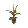 Ficus Elastica (65 - 70 Cm)