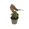 Syngonium Maria (5,5 Cm Saksıda)