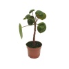 Tijli Pilea (11 Cm Saksıda)