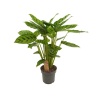 Calathea Leopardina (14 Cm Saksıda)