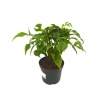 Monstera Minima (12 Cm Saksıda)
