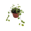 Muehlenbeckia (9 Cm Saksıda)