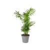 Chamaedorea - Dağ Palmiyesi (17 Cm Saksıda)