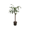 Dracaena Massengena Tek Gövde (25 Cm Saksıda)