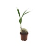 Cocos Palm - Cocos Palmiyesi - 17 Cm Seramik Saksıda