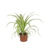 Chlorophytum - Kurdele Çiçeği (12 Cm Saksıda)