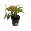 Syngonium Pink (15 Cm Saksıda)