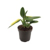 Philodendron Cobra (17 Cm Saksıda)