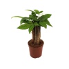 Pachira (9 Cm Saksıda)