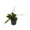 Hoya (10,5 Cm Saksıda)