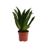 Dracaena Compacta (9 Cm Saksıda)