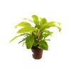 Philodendron Malay Gold (12 Cm Saksıda)