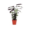 Calathea White Star (19 Cm Saksıda)