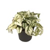 Hypoestes Beyaz -  8 Cm Plastik Saksıda