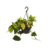 Philodendron Hederaceum Brasil (15 Cm Saksıda)