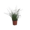 Junkus Spiralis (14 Cm Saksıda)