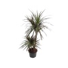 Dracaena Marginata Yerli (22 Cm Saksıda)