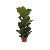 Ficus Lyrata (17 Cm Saksıda)