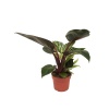 Philodendron Birkin (12 Cm Saksıda)