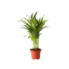 Areca Palmiyesi (14 Cm Saksıda)