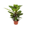 Calathea Mirosha (14 Cm Saksıda)