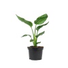 Starliçe - Strelitzia Nicolai - Cennet Kuşu (13 Cm Saksıda)